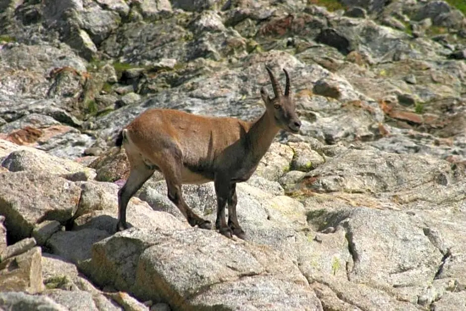Chambres d'hôtes Le grand chalet