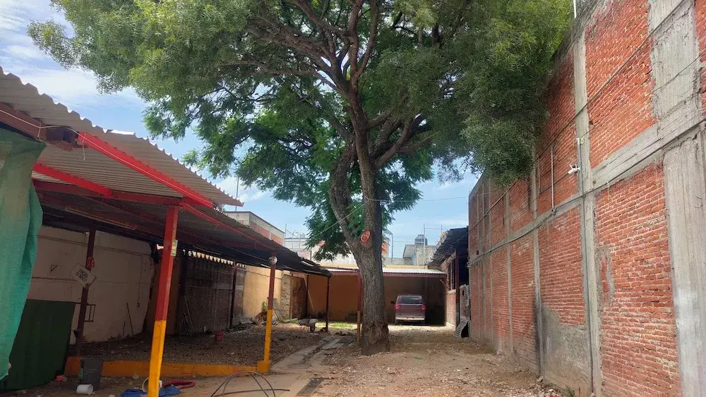 Iguana Coliving
