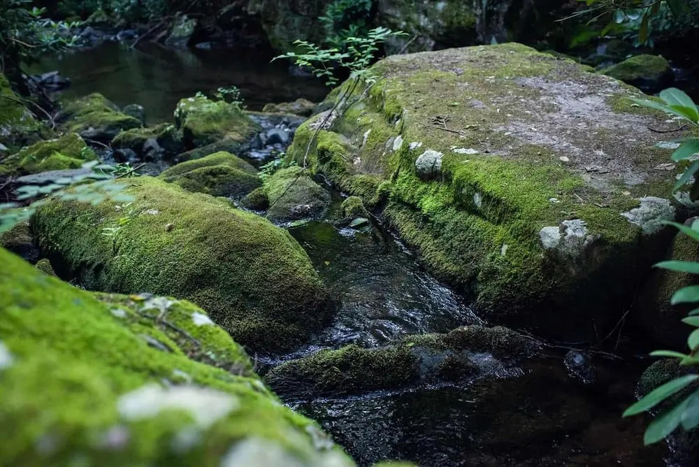 Tentrr - A Creek Runs Through It