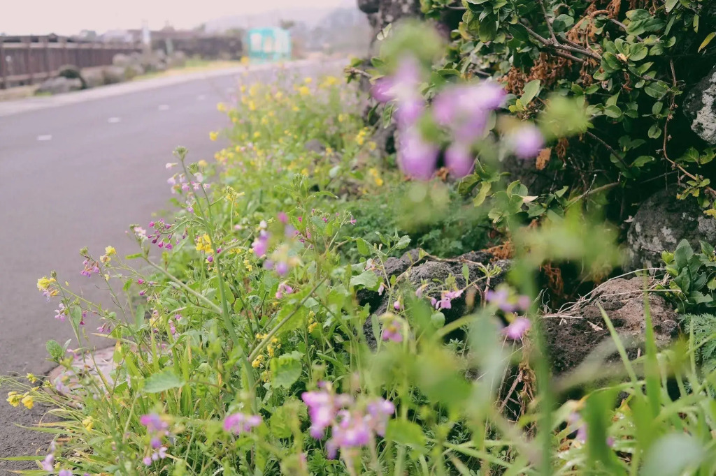 Jeju Saint House