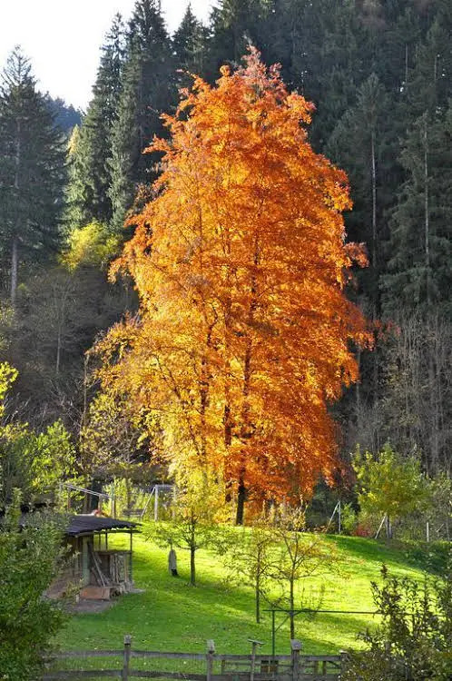 Gästehaus Pension Edelweiss
