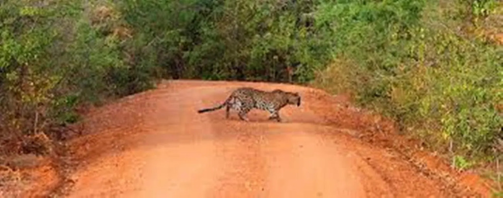 Leopard Trails