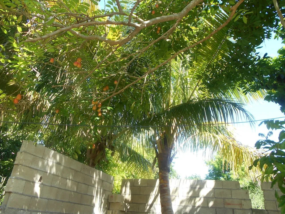 Little Jamaican Feel