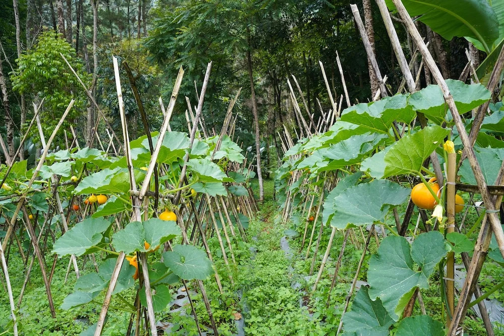 OYO Homes 91006 Eco Tourism Desa Cibodas Areng 5 Syariah