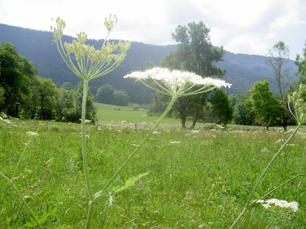 Serenella fontaine Et Coquelicots