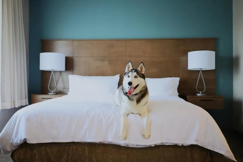 Staybridge Suites Waterloo - St Jacobs Area by IHG