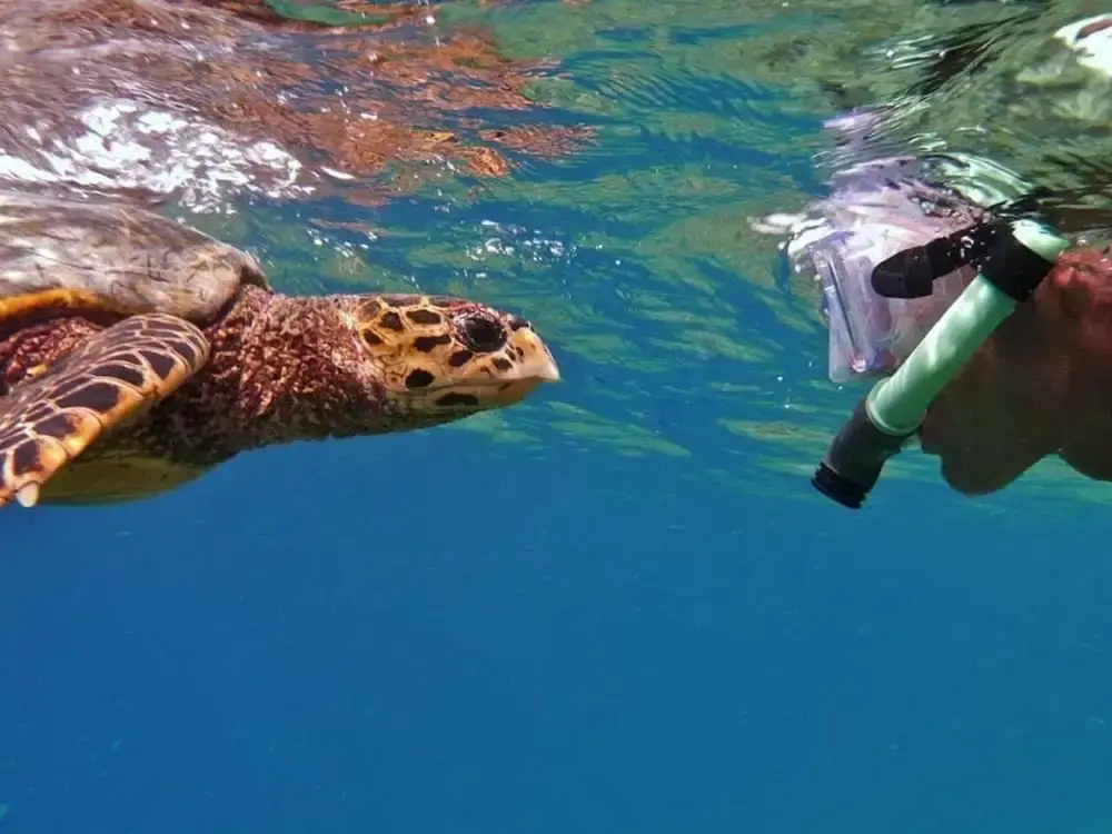 VelaaVani - Turtle Hive Dhiffushi