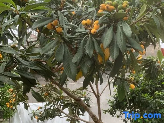 Tiantai Pinyuan Homestay