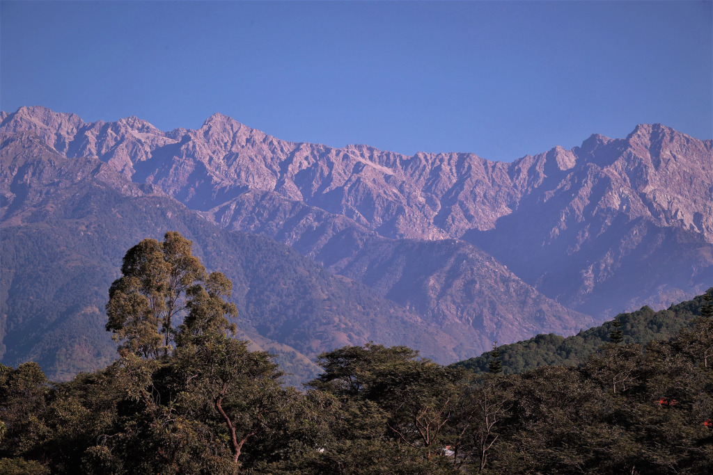 Lamrin Norwood Green Palampur, Himachal Pradesh