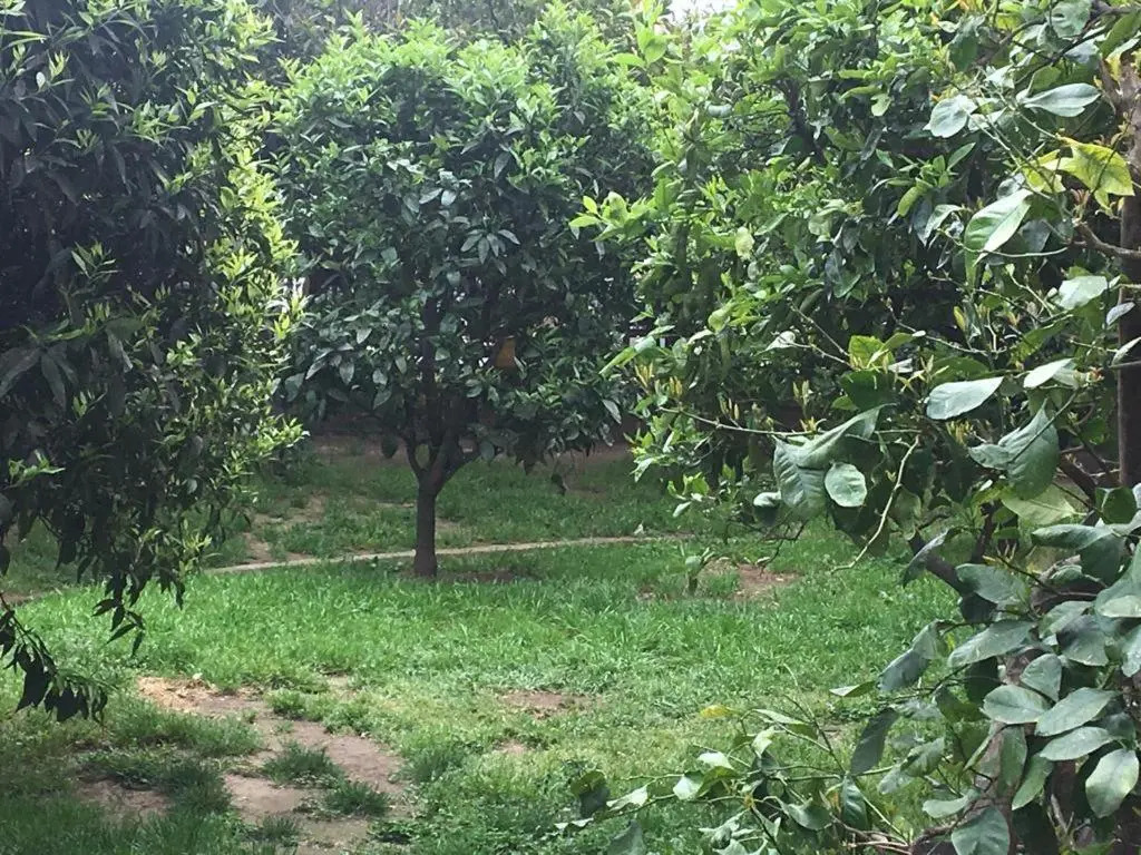L albero di giada