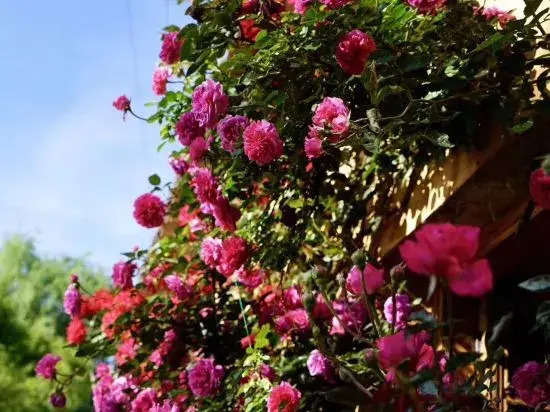 Meet Garden Inn