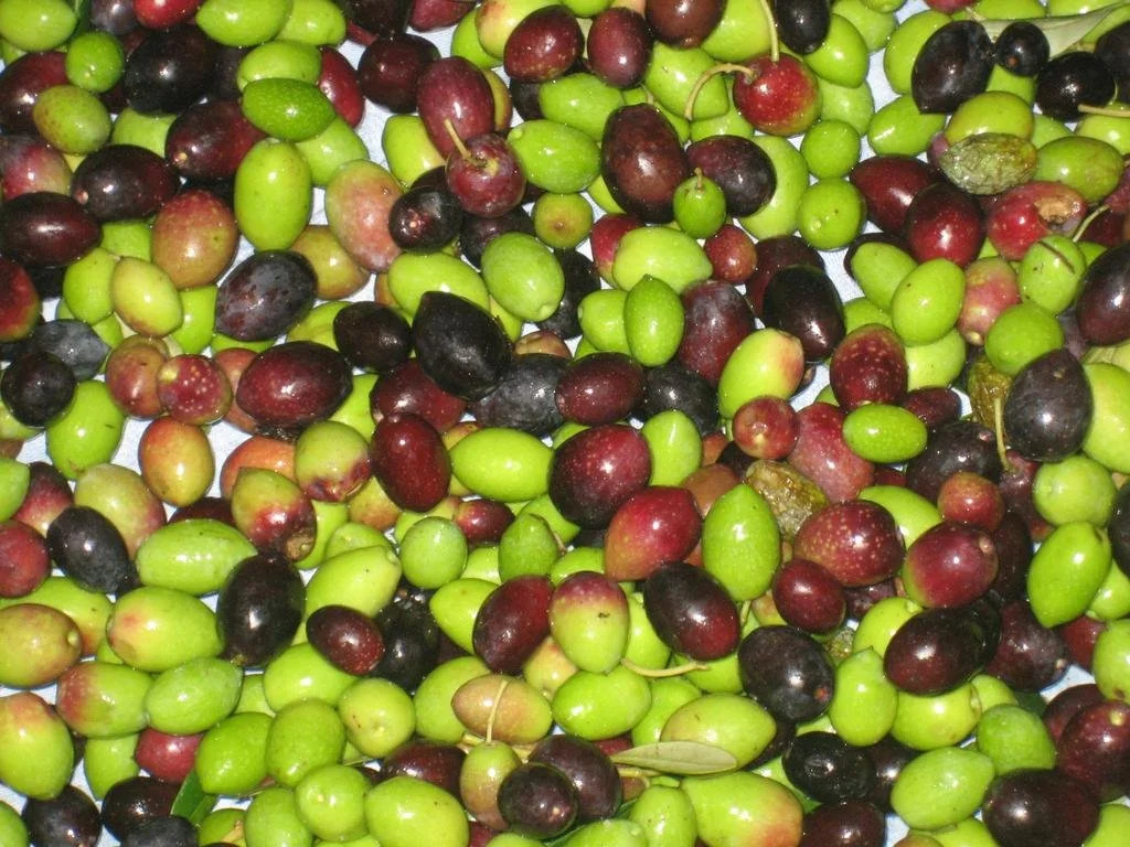 Agriturismo I Luvi