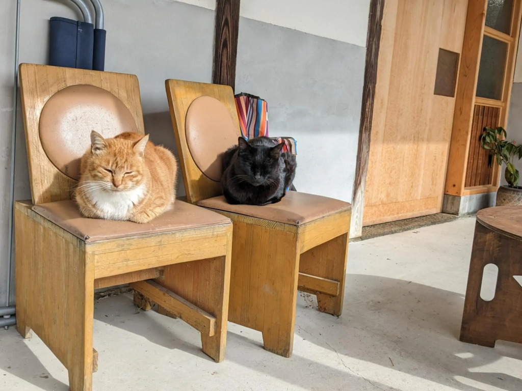 草地家 猫と図書館のある宿