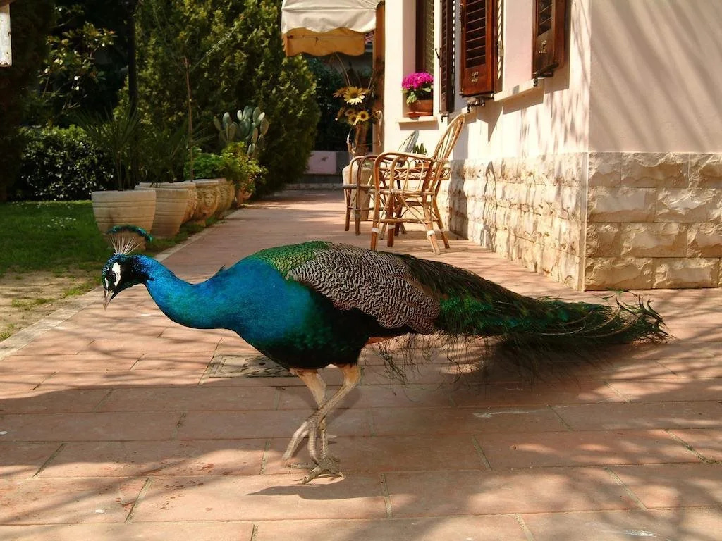 Villa del Pavone