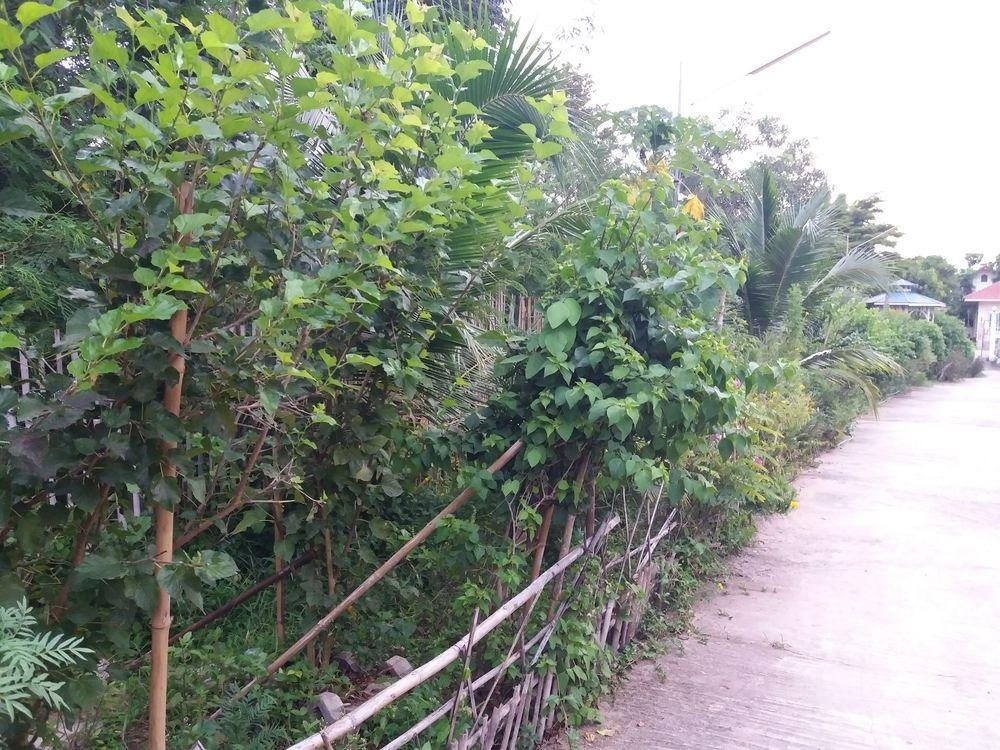 Pakjai Resort Korat