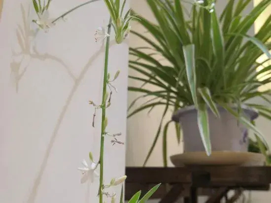 Yiyuanshu Homestay (Dalian Jinshitan)