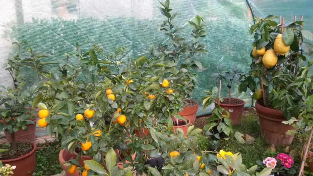 La Limonaia