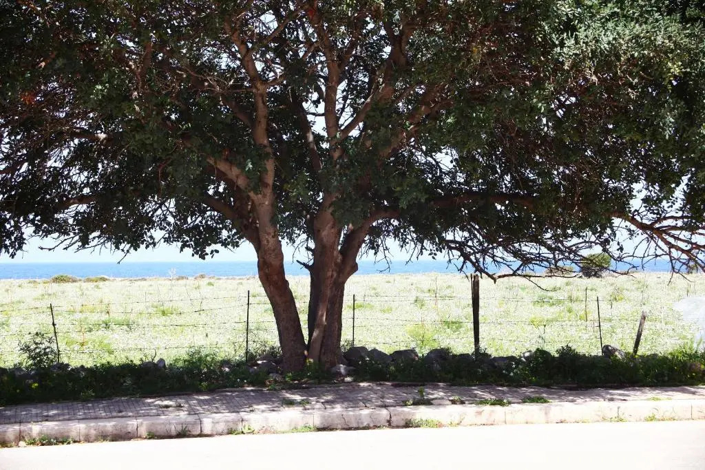 TONNARA84