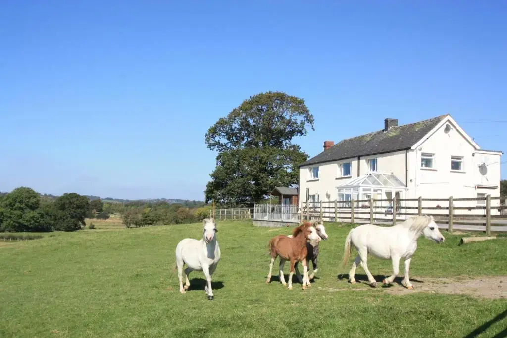 Cob Cottage