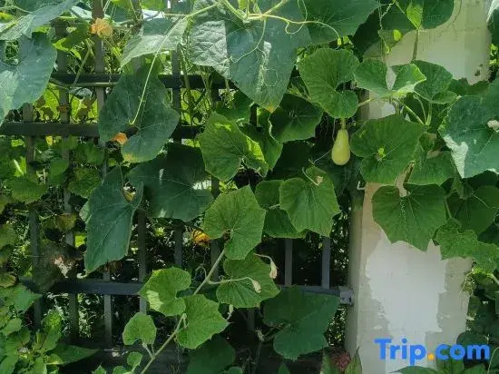 Wencheng Mountain Jutianjing Homestay