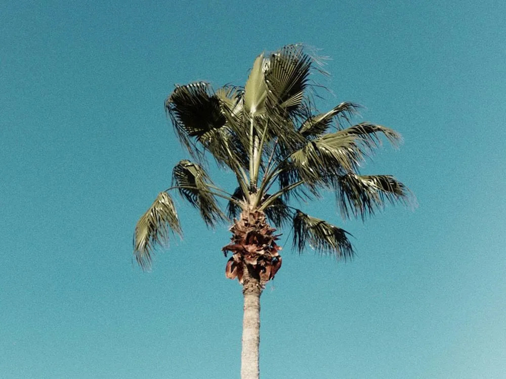 Villa in Windsor Palms Resort 1032