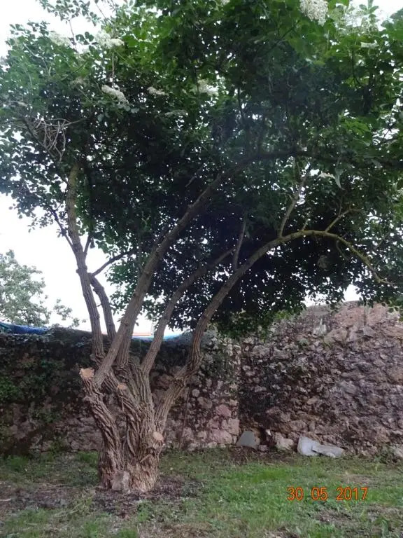 La Casona de la Bisa en Villanueva de Colombres