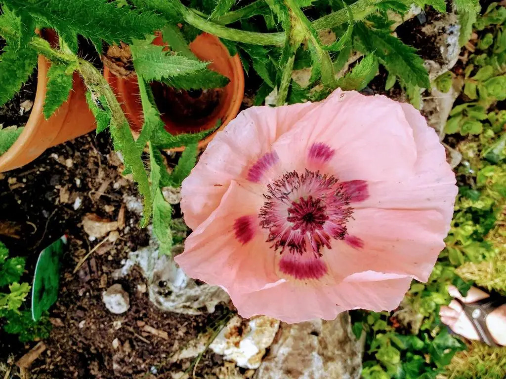 Rose Farm