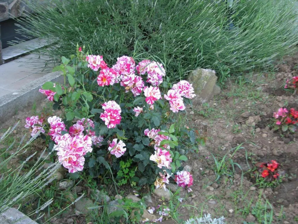 Pensiunea Neredy