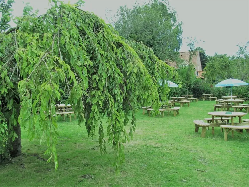 The Three Horseshoes