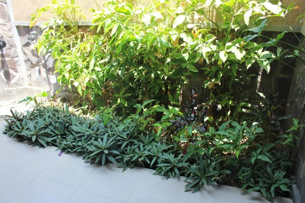 Magus Homestay