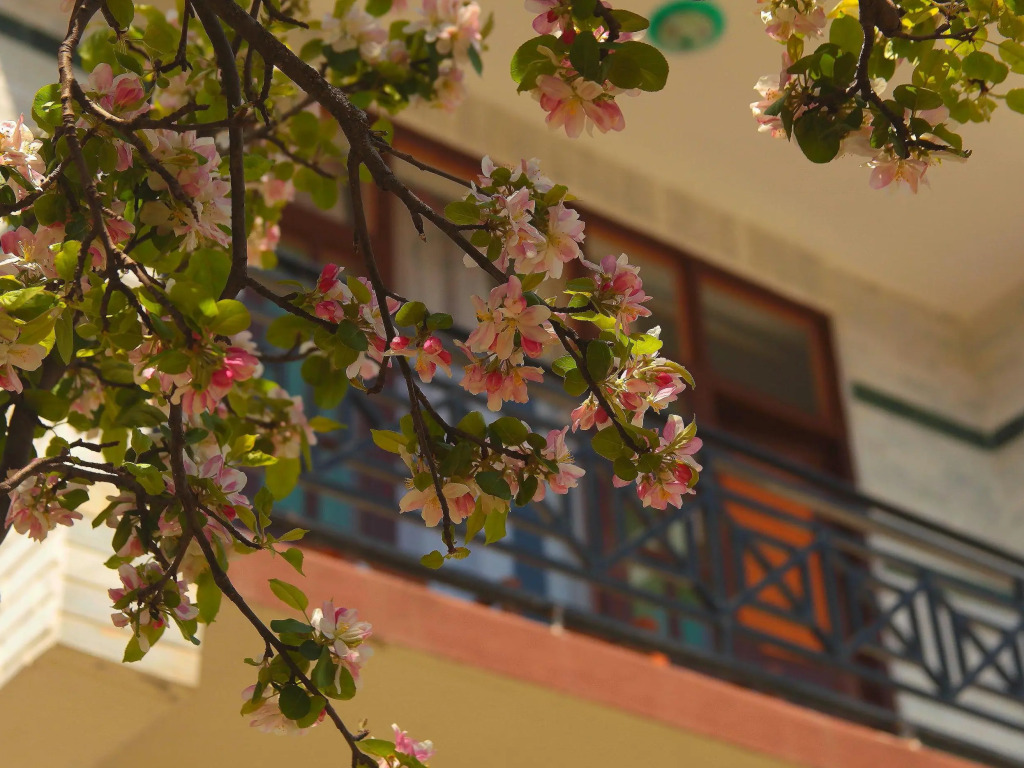 The Manali Lodge