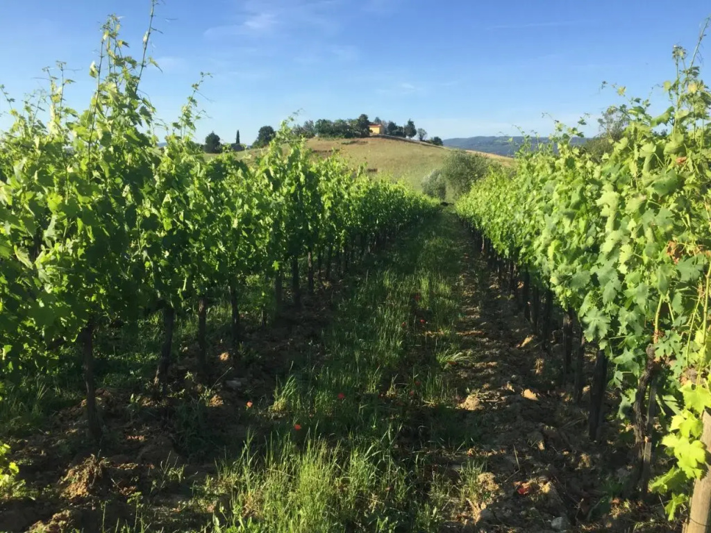 Poggio alla Pietra 26