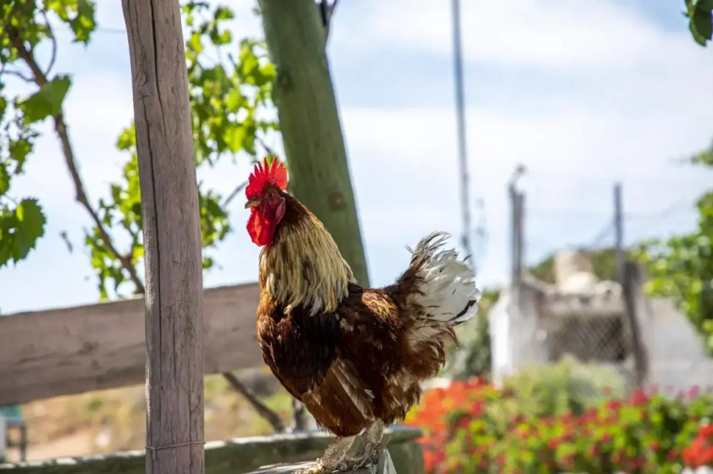 Goknar Knidos Nature Hotel and Farm