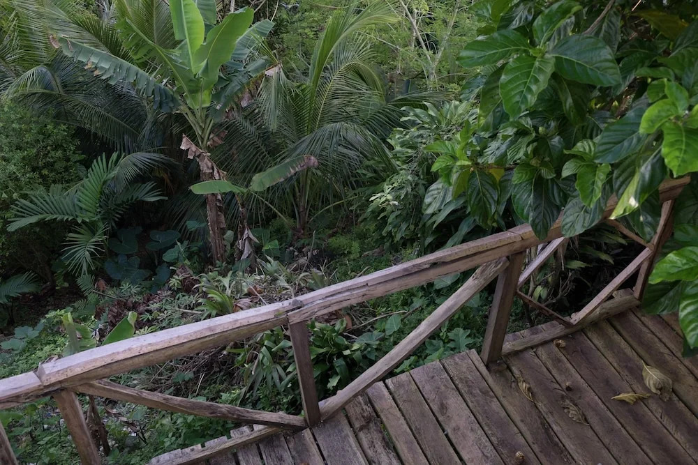 The Lion House Jamaica