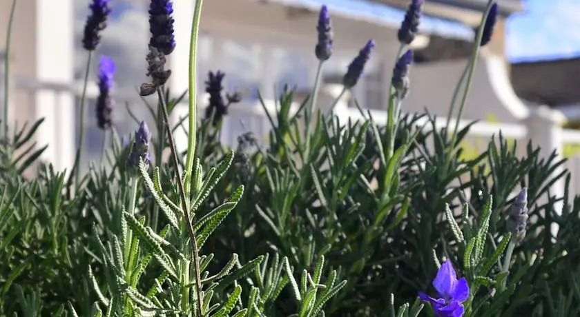Lavender Terrace B&B