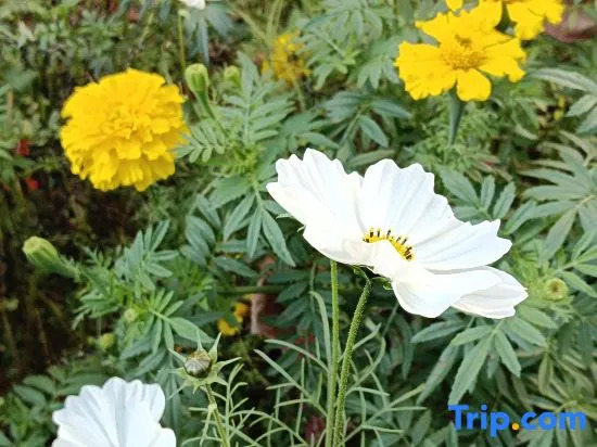 Tengchong Yuegu Hot Spring Homestay