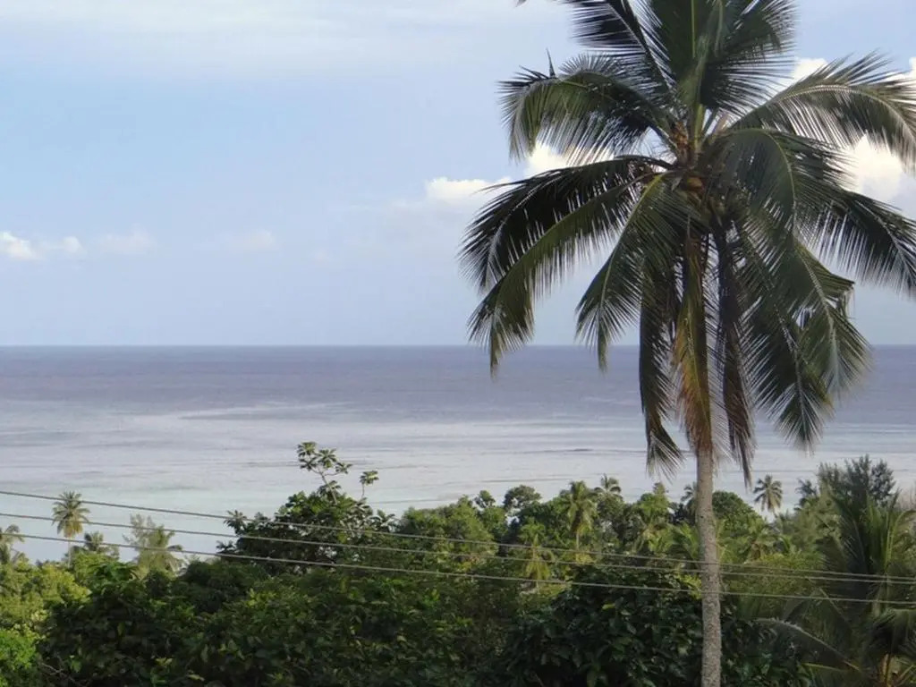 The Reef Palm