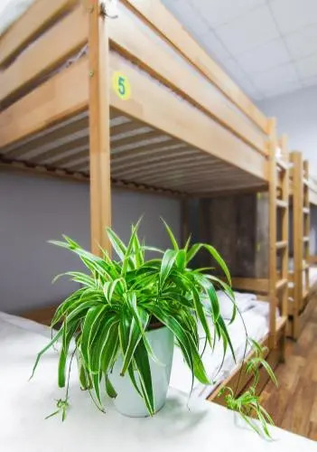 Hostel 51