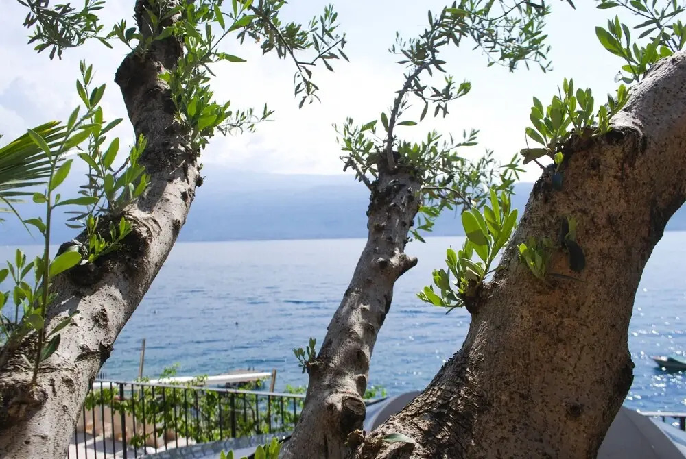 Villa I Cipressi - Rebomaholidays