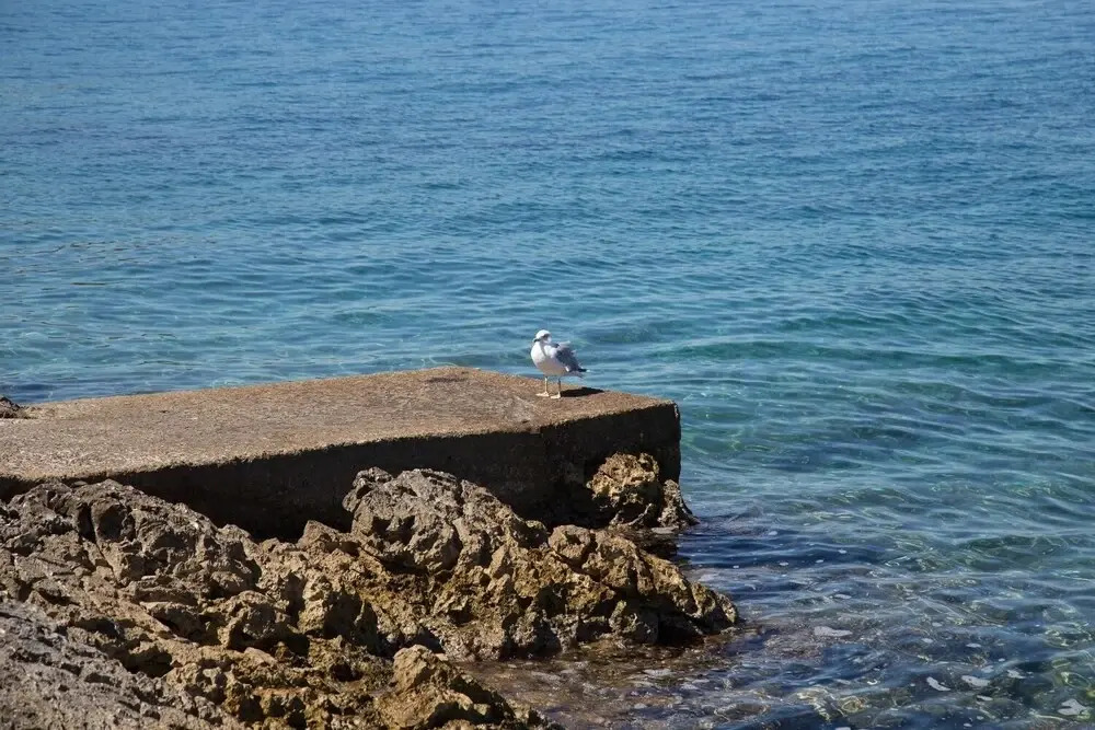 Sanda - 100 m From sea - A2