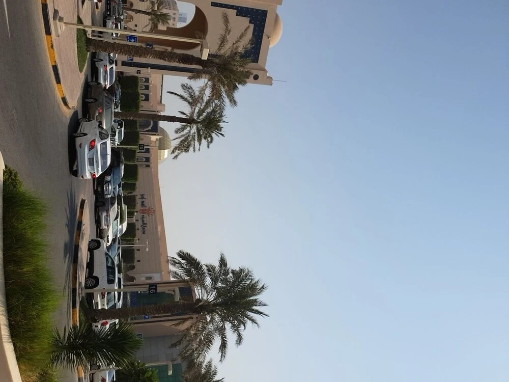 Palmera604