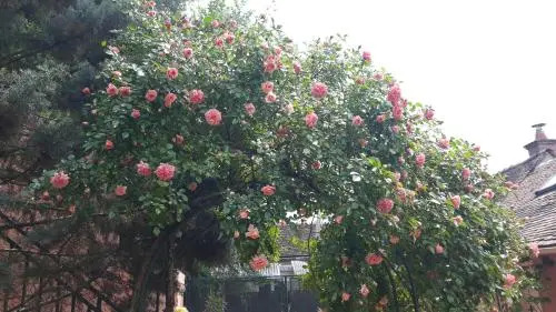 la maison rose: lieu atypique