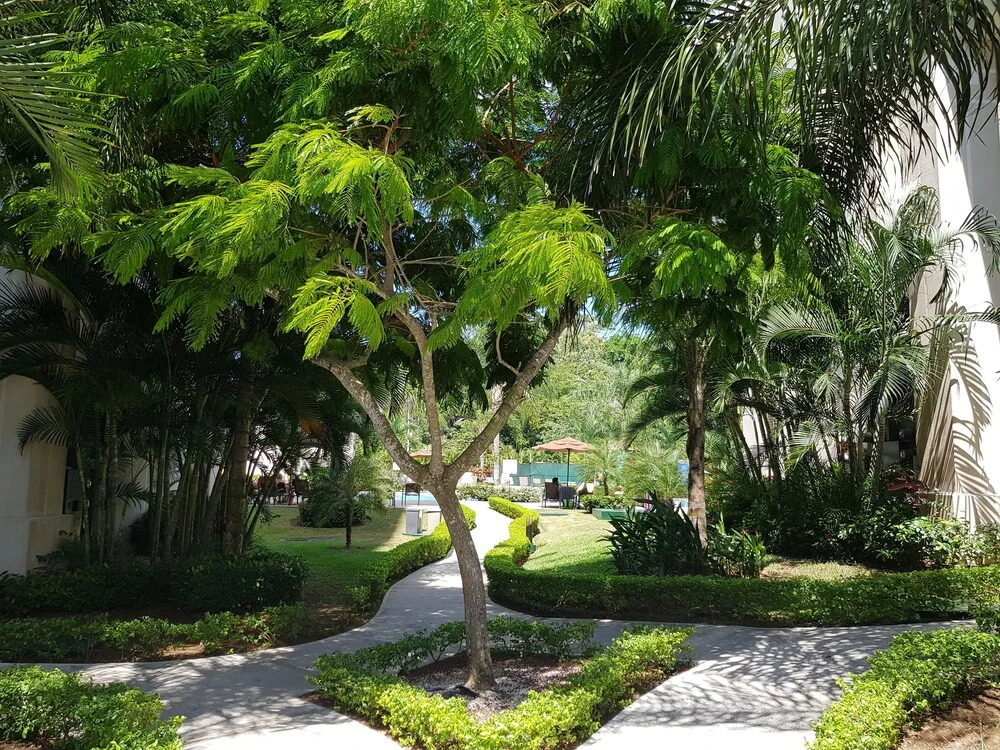 Jacobaydreams Oasis