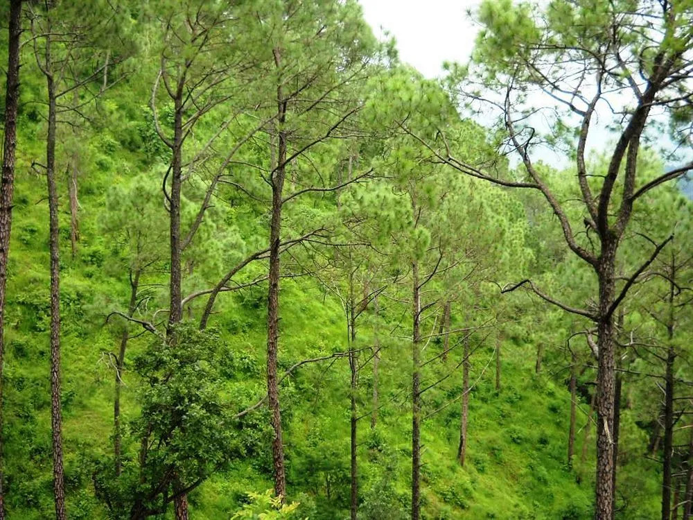 Country Inn Sattal