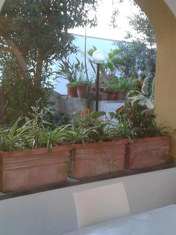 CASA Pitosforo CASA Ulivo