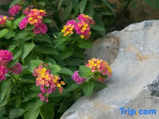 Qiyue Garden Villa Homestay (Shanghai International Tourism Resort)