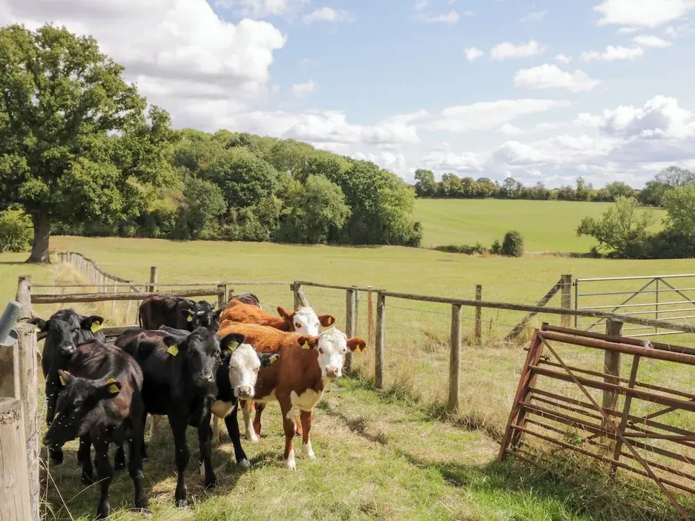 The Cow Shed