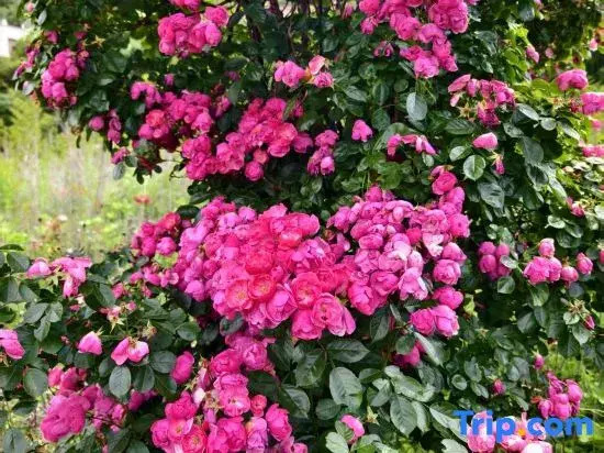 Huatang Yiyuan Boutique Homestay