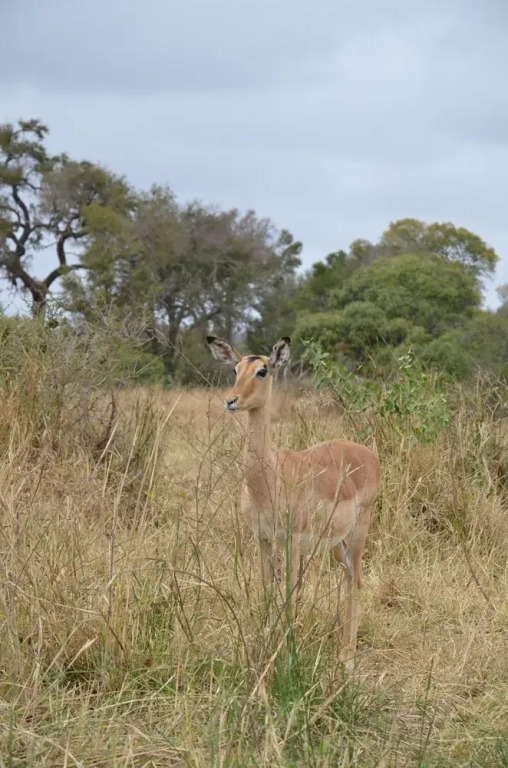 The Baobab Bush Lodge and Villa