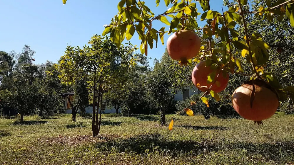 Village Camping Fico DIndia